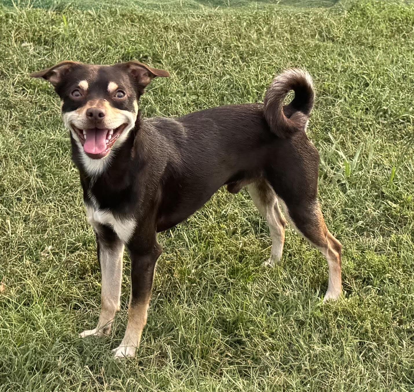 Chocolate, ADOPTABLE, Young Male Chihuahua.