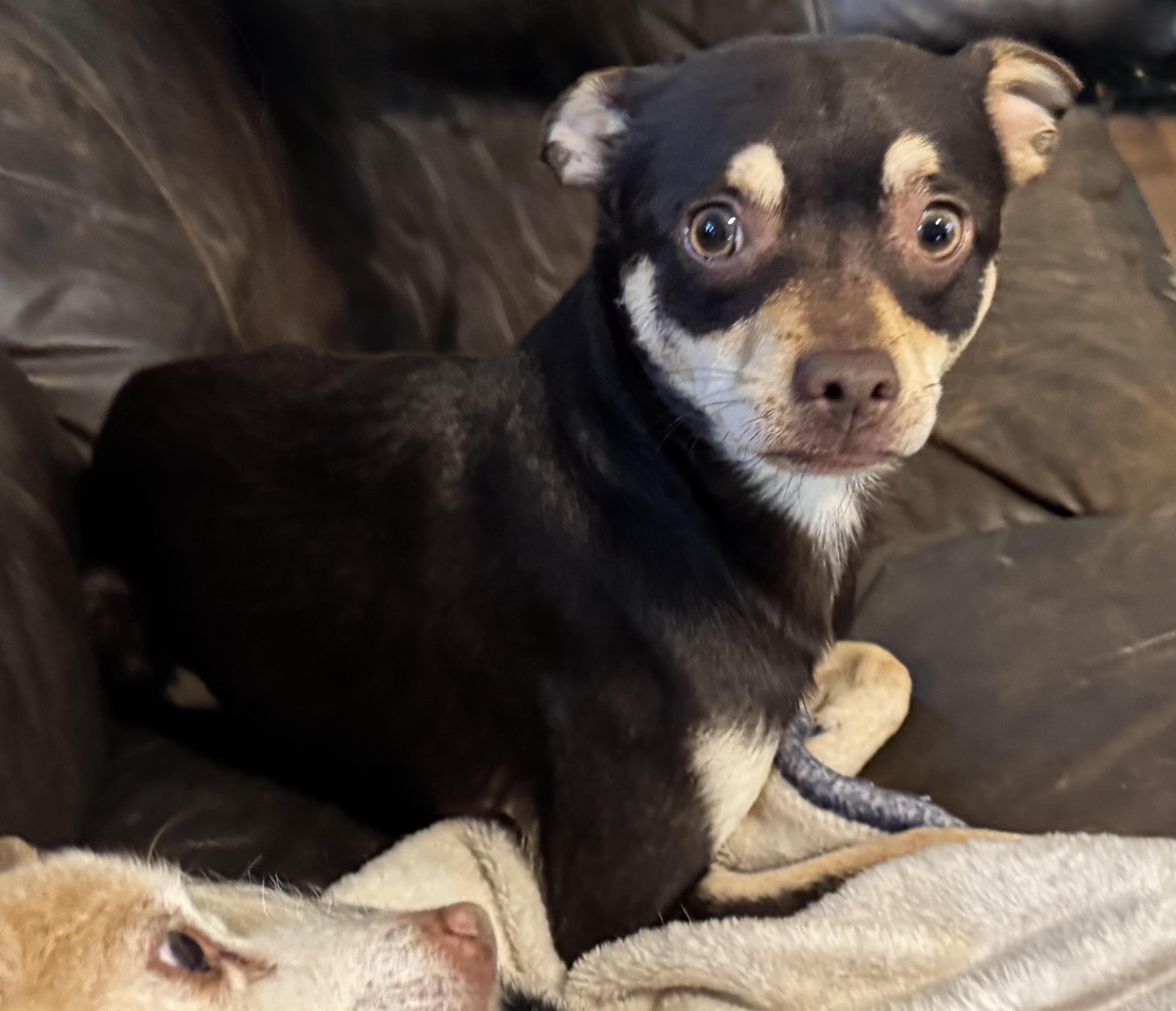 Enlarge Chocolate, a ADOPTABLE Chihuahua in Maiden, NC image 2/6