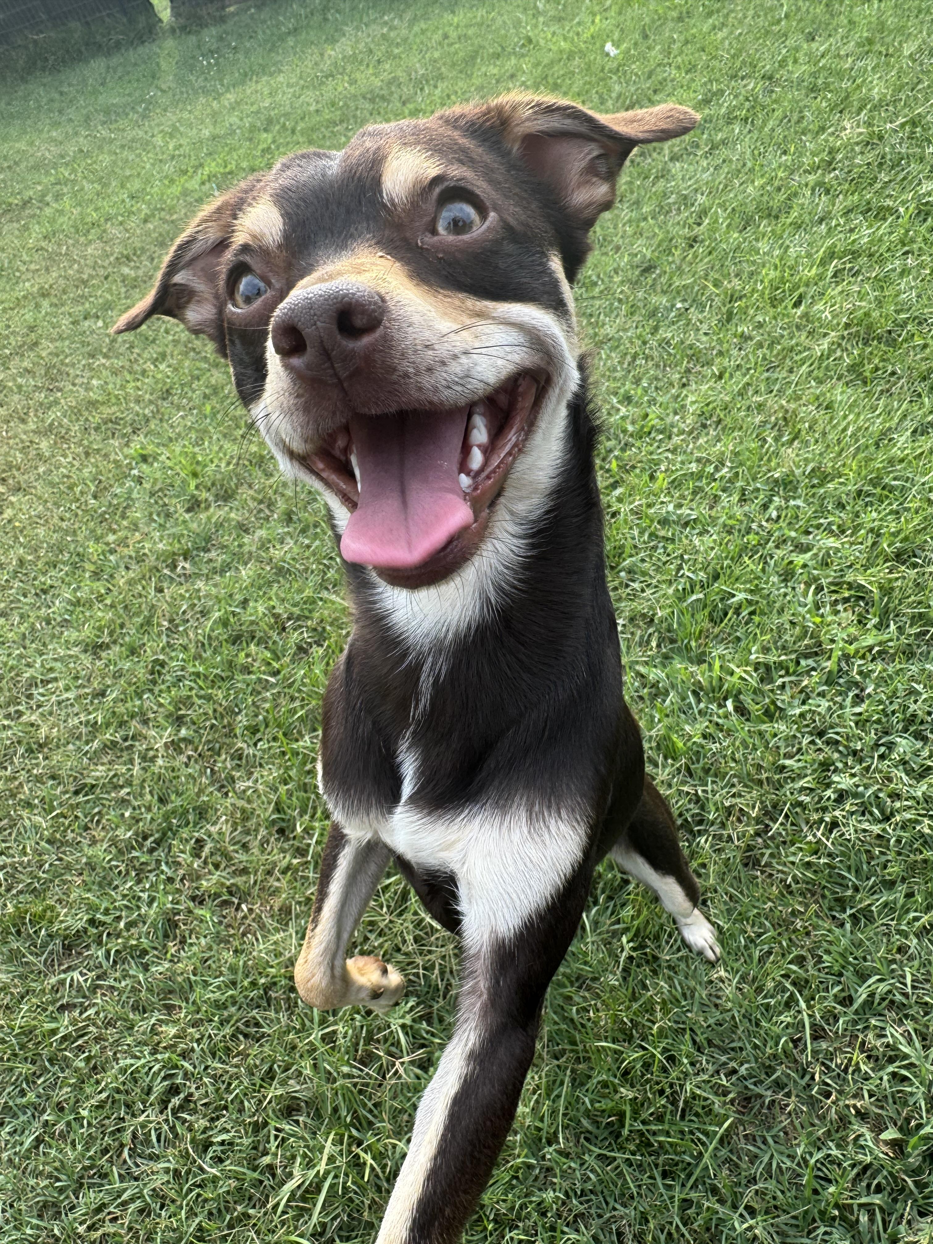 Enlarge Chocolate, a ADOPTABLE Chihuahua in Maiden, NC image 6/6