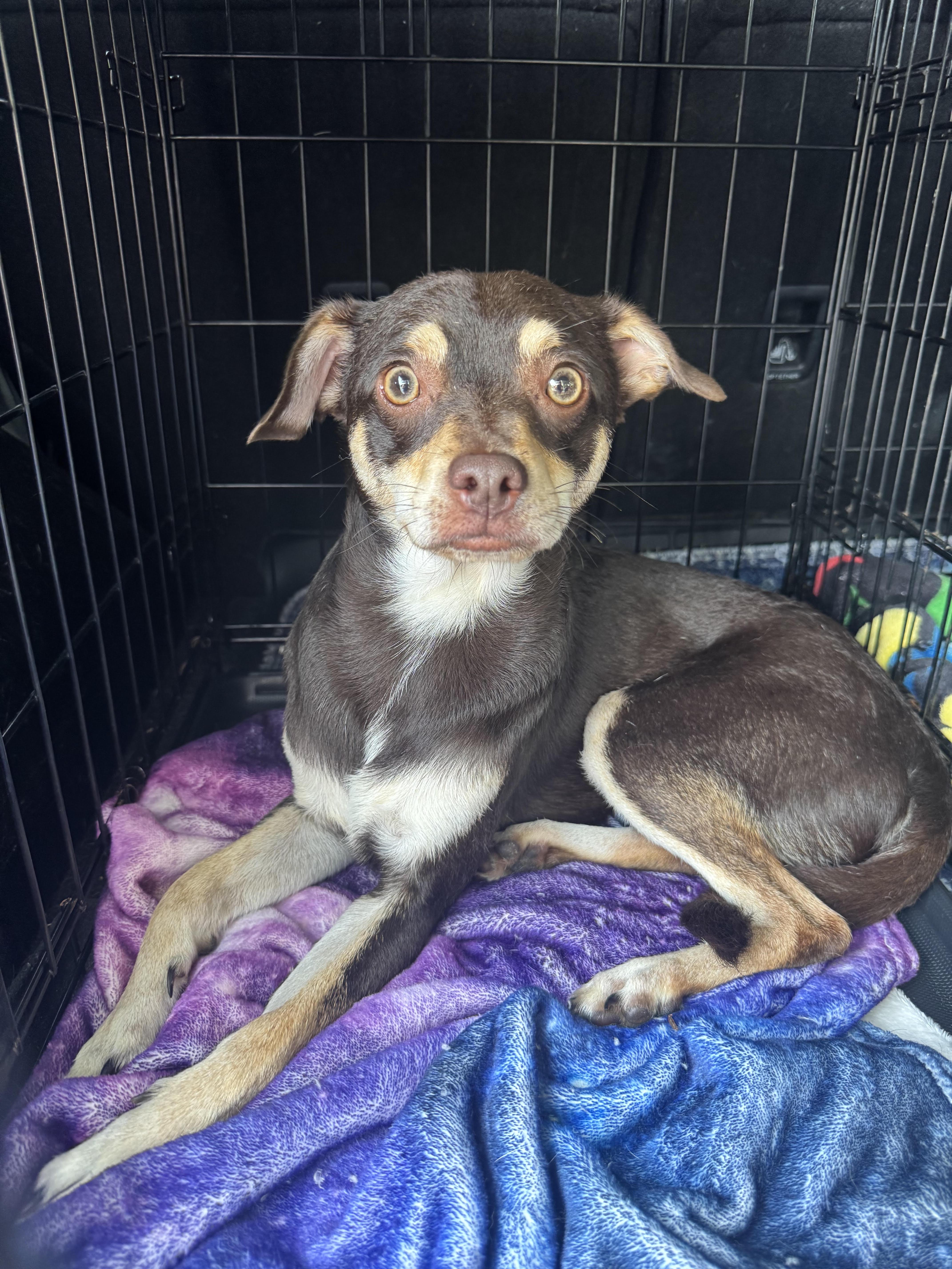 Enlarge Chocolate, a ADOPTABLE Chihuahua in Maiden, NC image 5/6