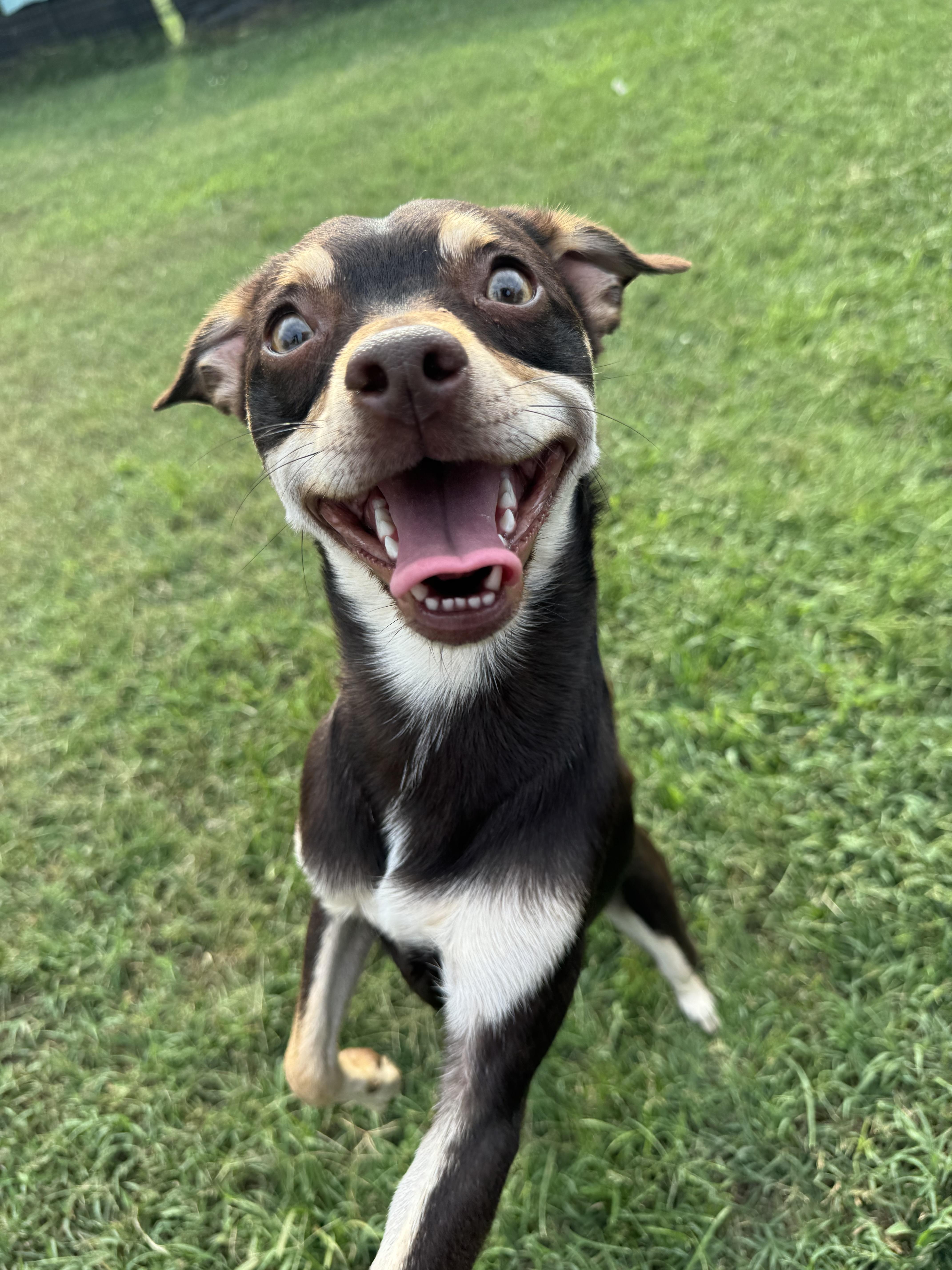 Enlarge Chocolate, a ADOPTABLE Chihuahua in Maiden, NC image 3/6