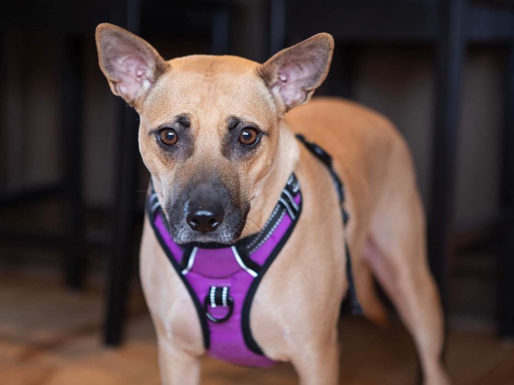Trace, a Adoptable mixed breed in Savage, MN image 2/5