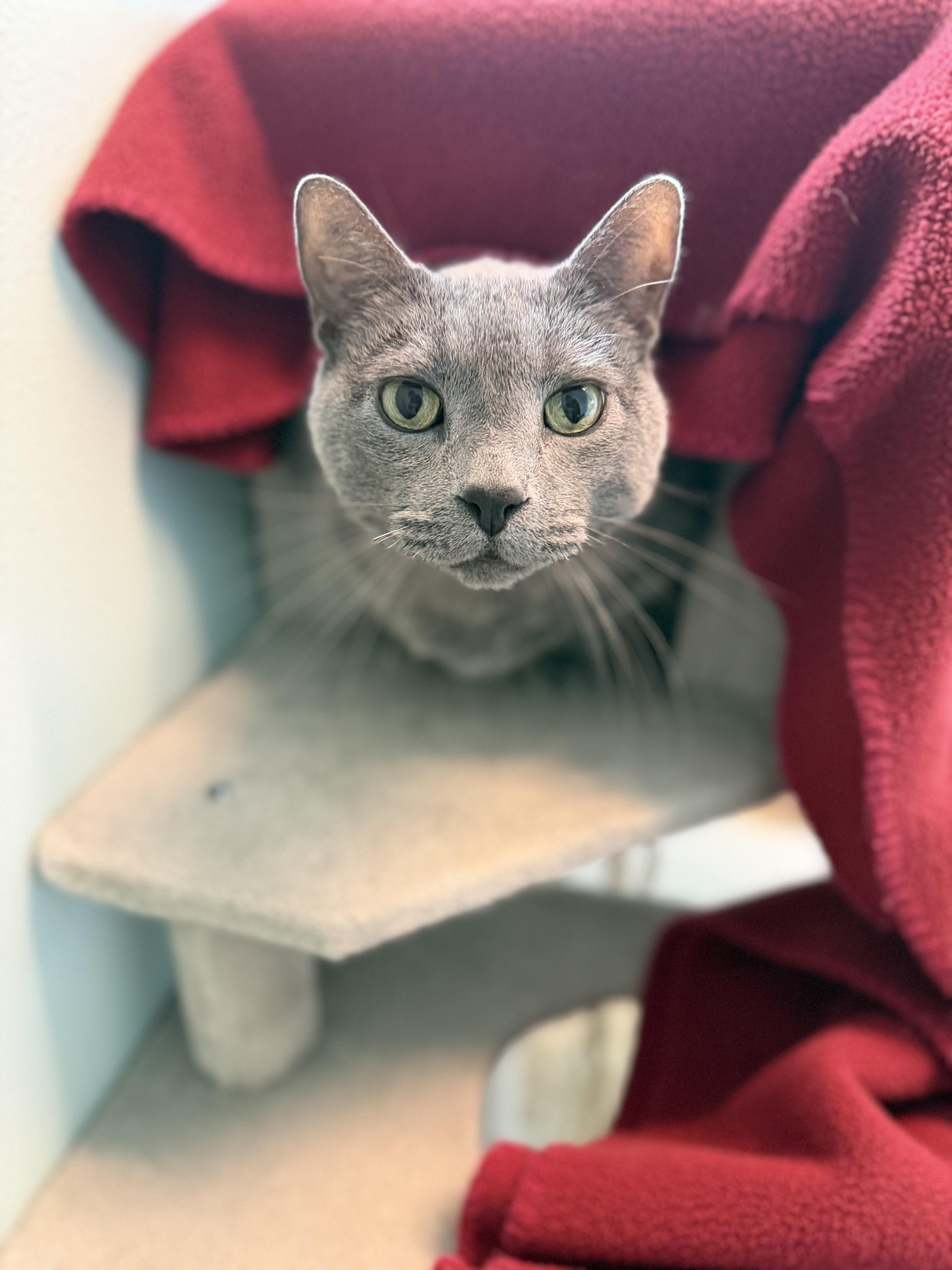 Enlarge Dorian, a Adoptable Domestic Short Hair in Dodgeville, WI image 3/4