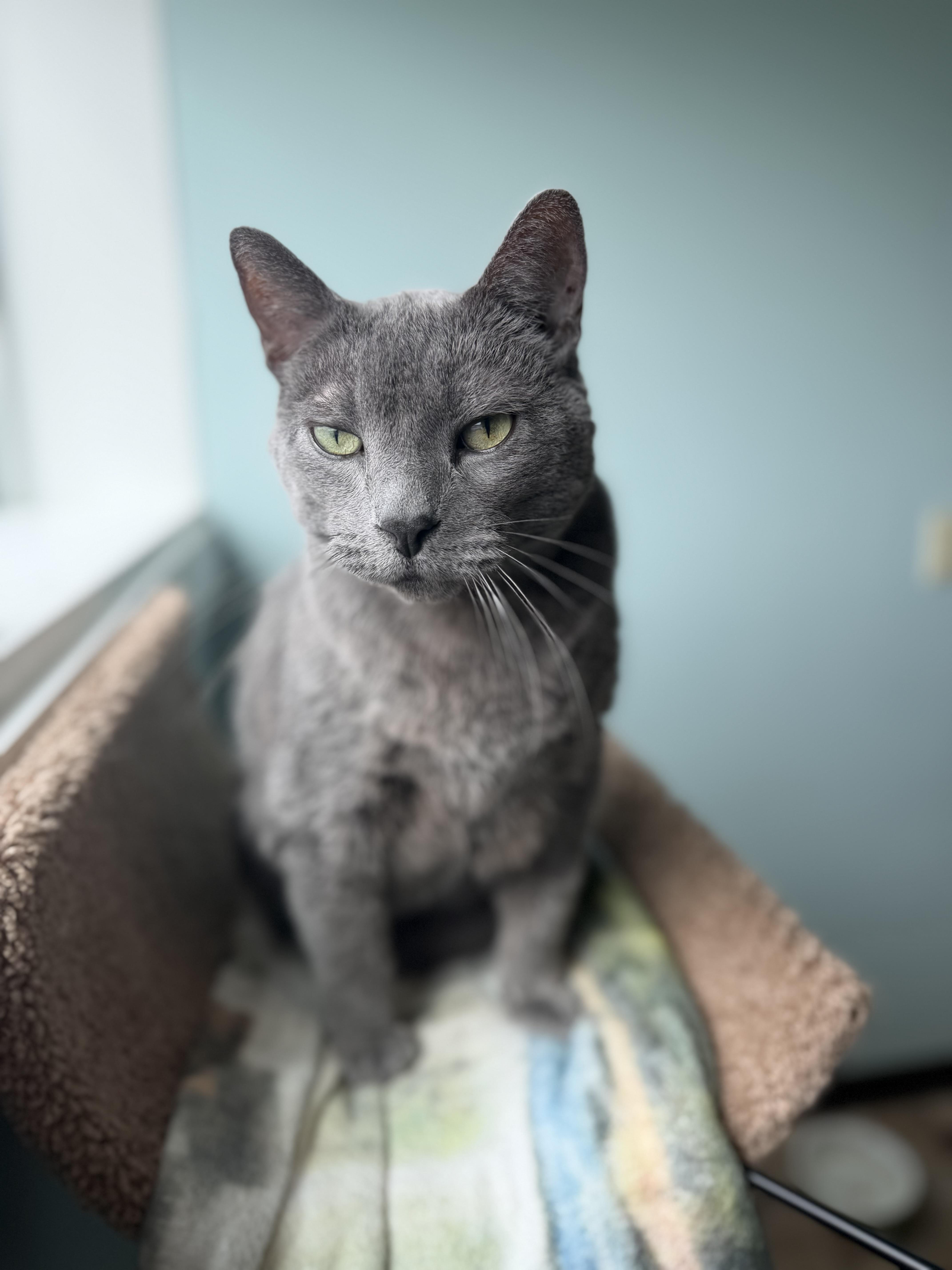 Enlarge Dorian, a Adoptable Domestic Short Hair in Dodgeville, WI image 1/4
