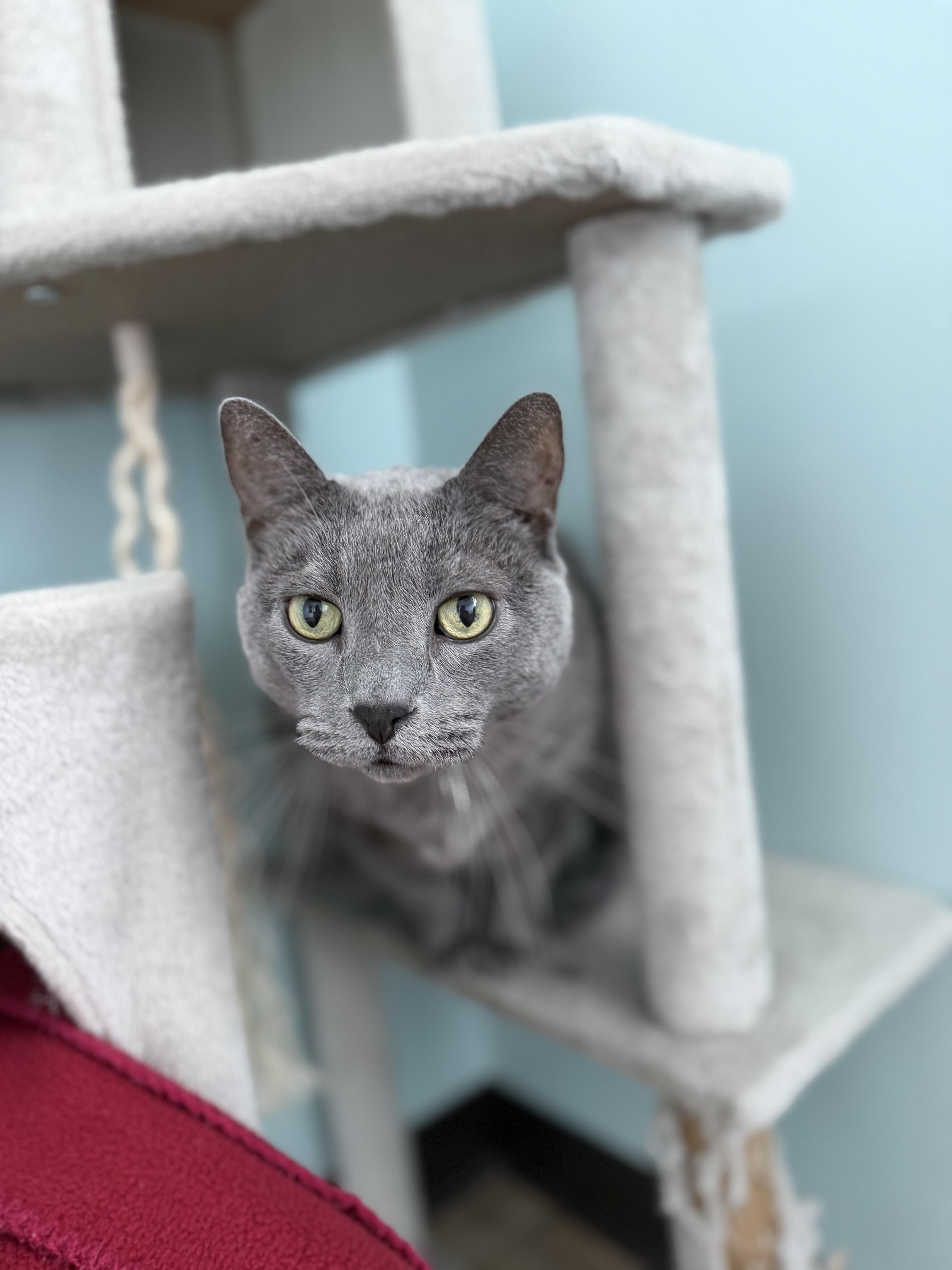 Enlarge Dorian, a Adoptable Domestic Short Hair in Dodgeville, WI image 2/4