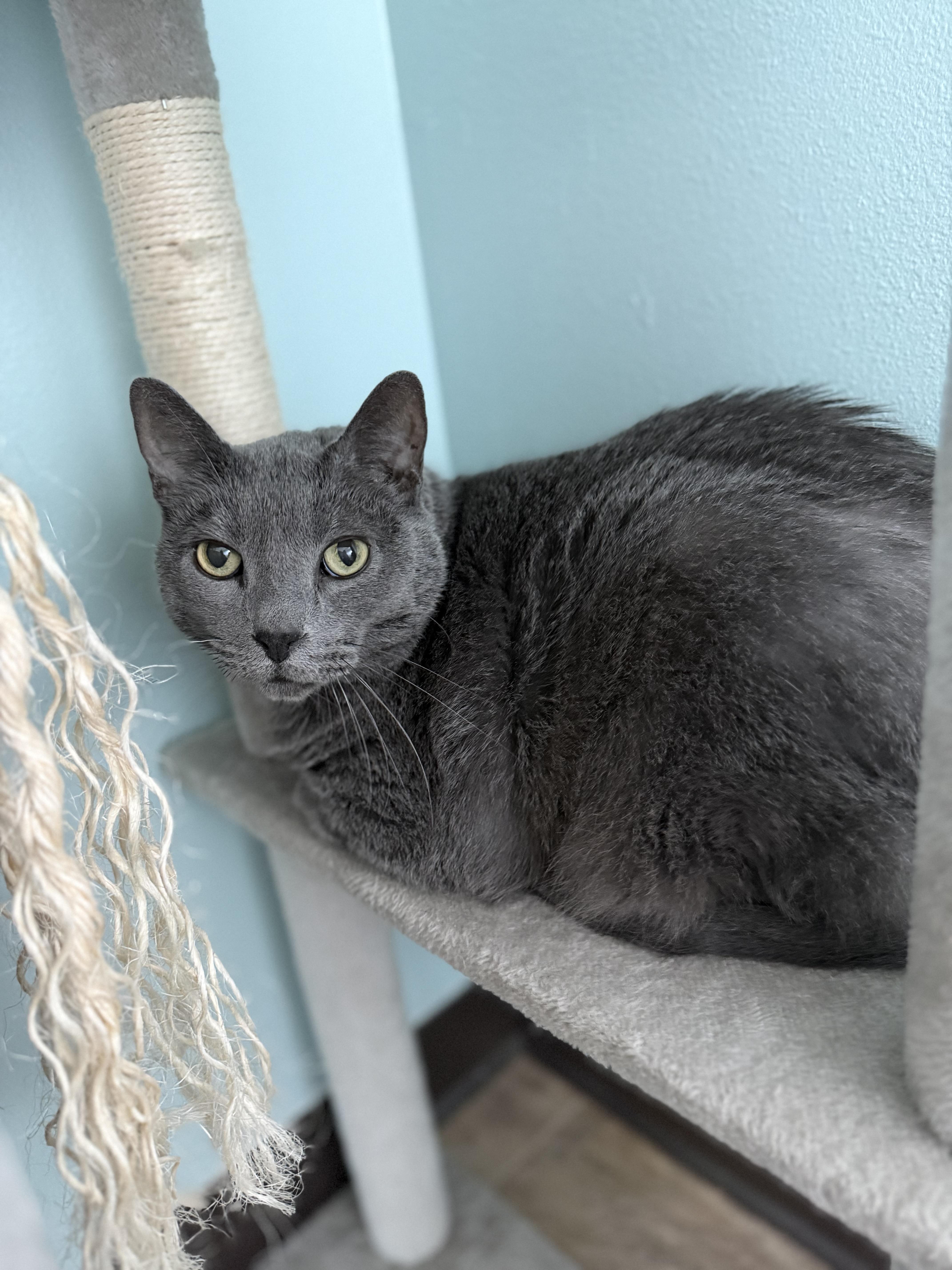 Enlarge Dorian, a Adoptable Domestic Short Hair in Dodgeville, WI image 4/4