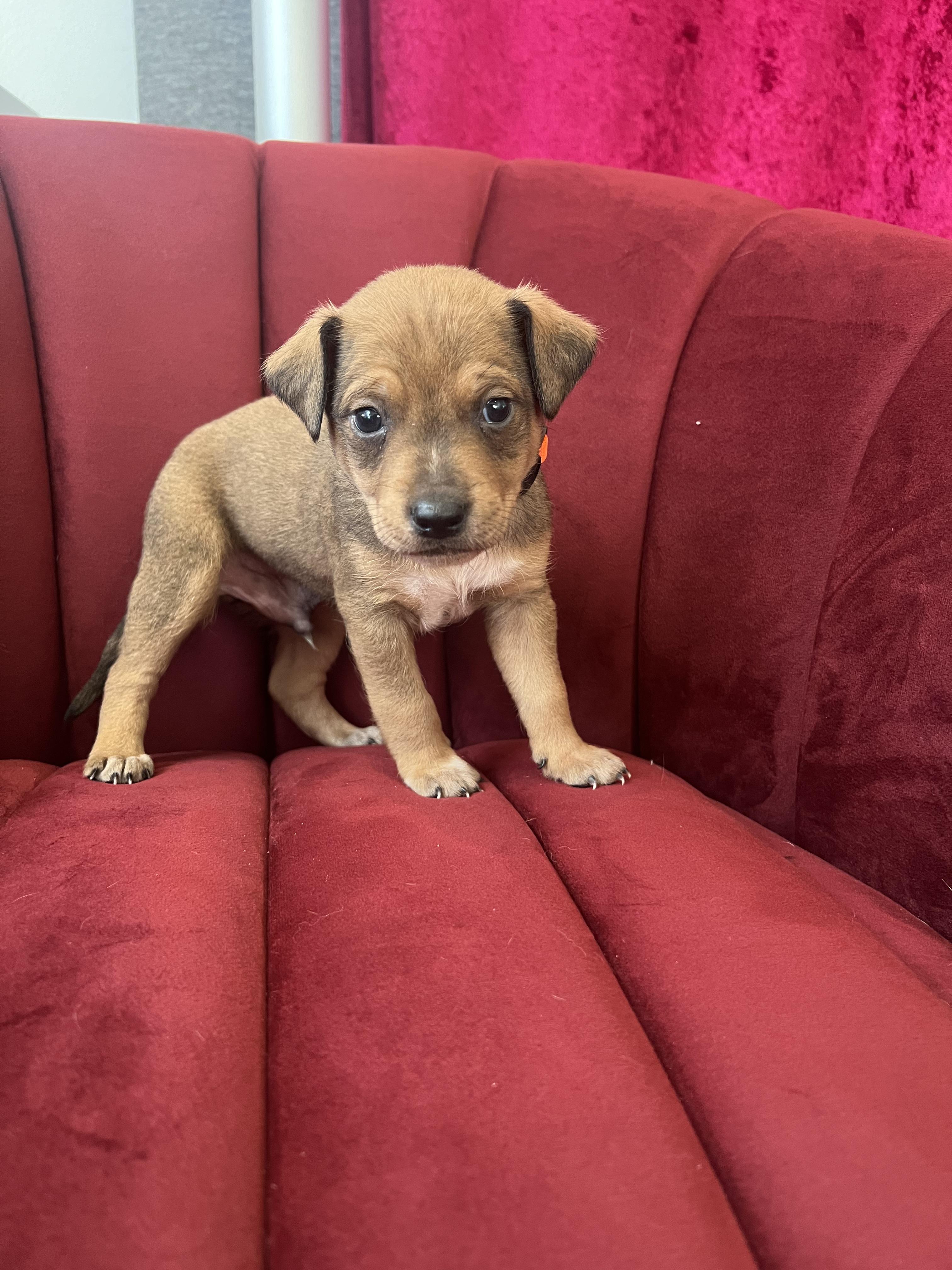 Michael Jackson, ADOPTABLE, Puppy Male Cattle Dog & German Shepherd Dog.