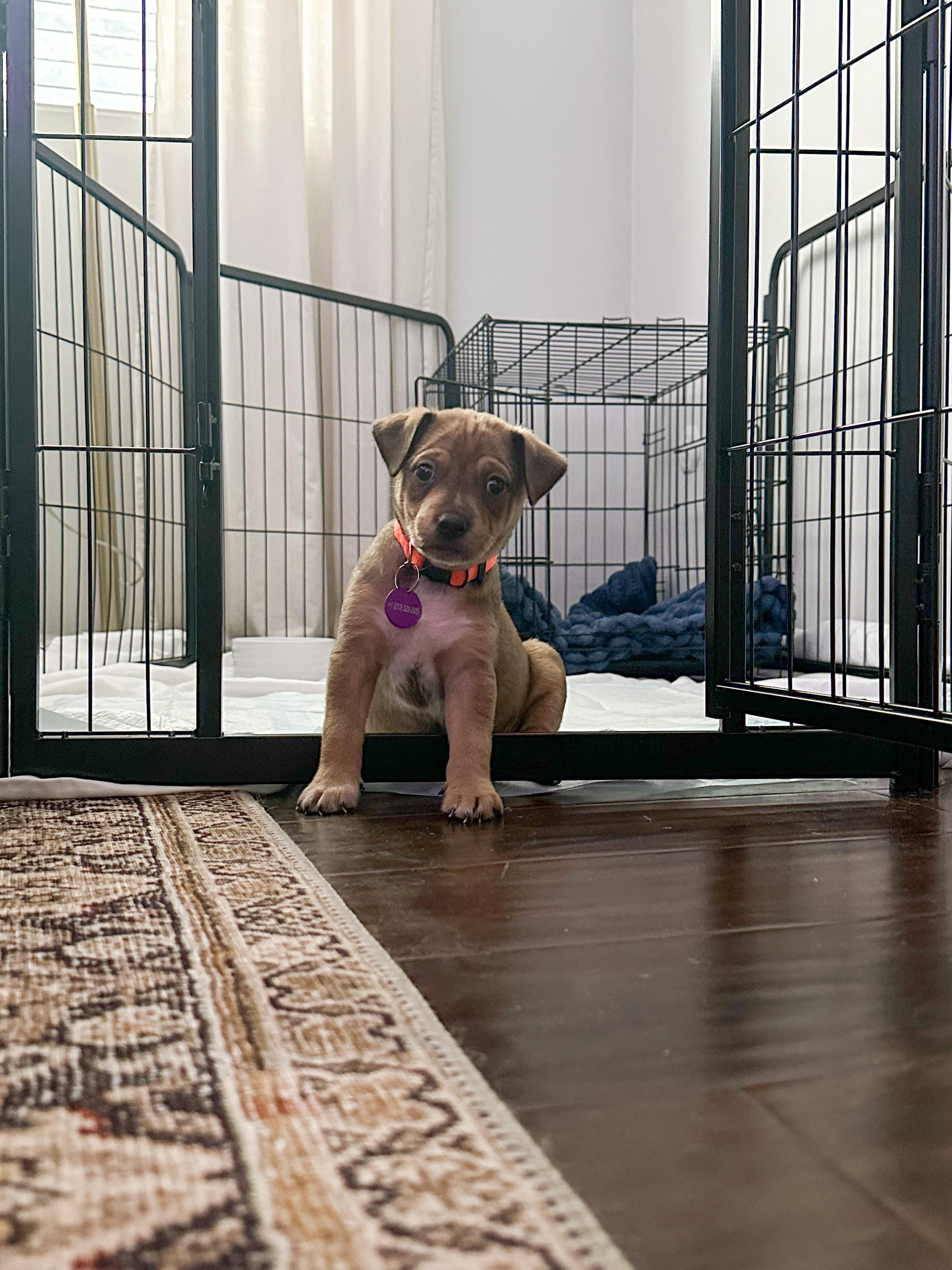 Enlarge Michael Jackson, a ADOPTABLE mixed breed in West Hollywood, CA image 2/3