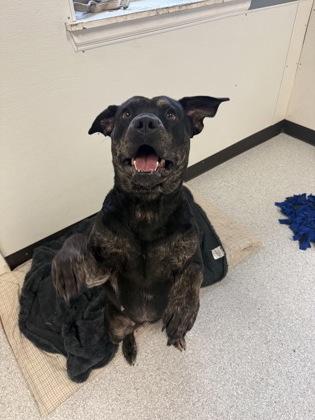 Enlarge Mystic, a ADOPTABLE mixed breed in Roseburg, OR image 2/2