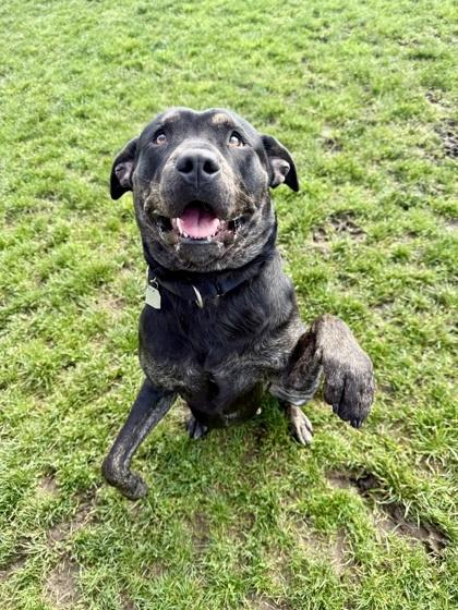 Enlarge Mystic, a ADOPTABLE mixed breed in Roseburg, OR image 1/2