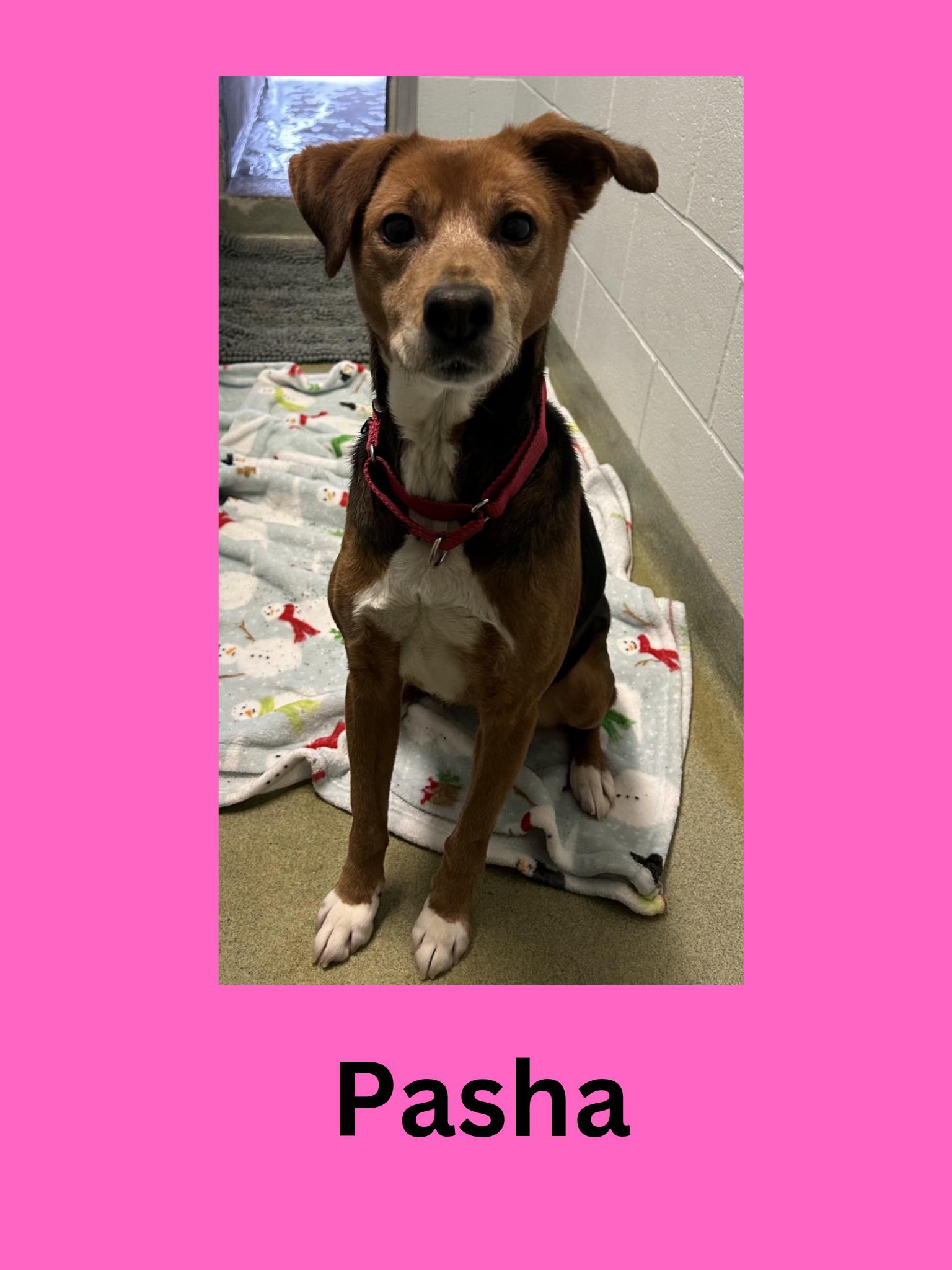 Enlarge Pasha, an adopted Mixed Breed in Ravenna, OH image 1/1
