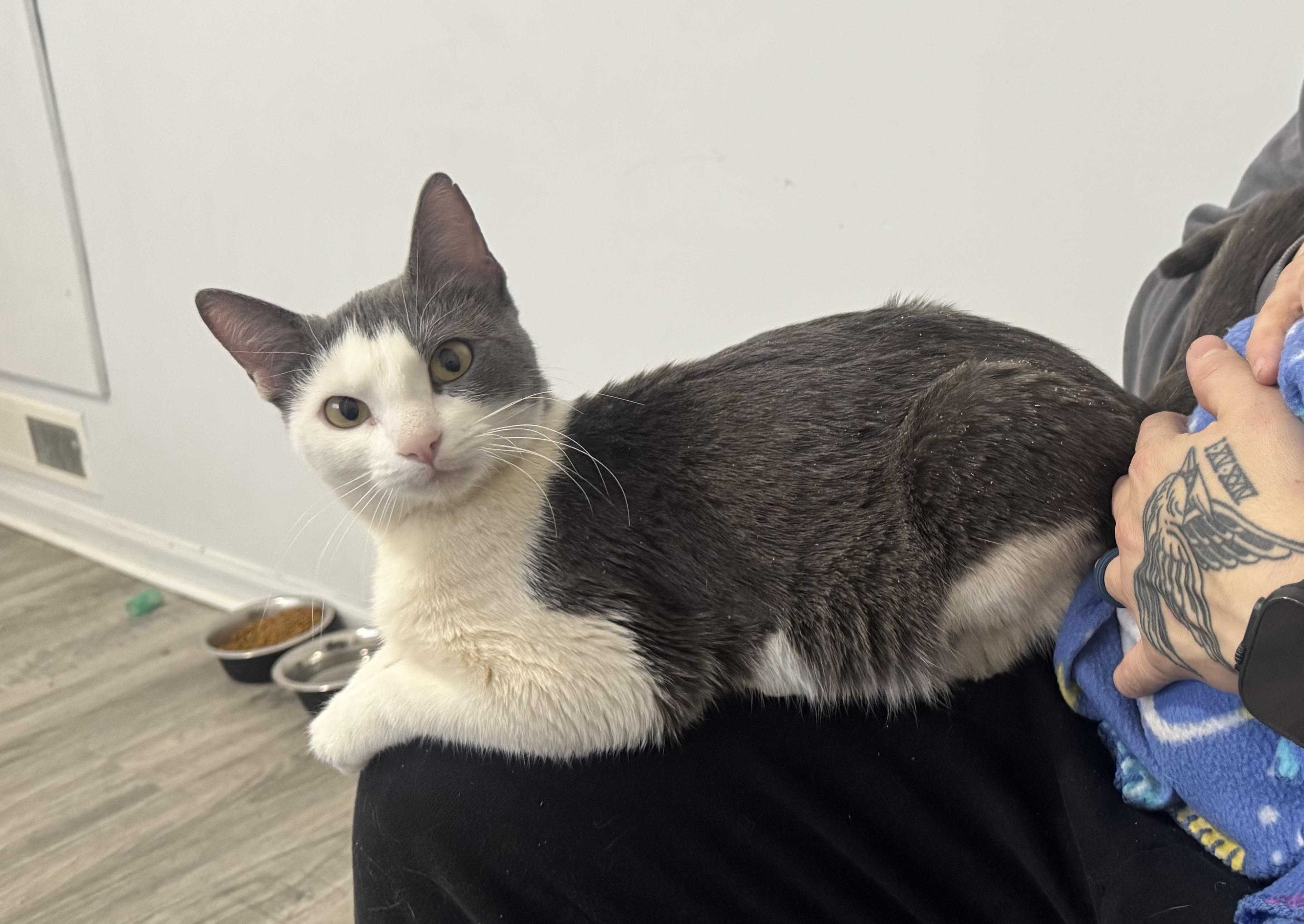 Enlarge Anna, a ADOPTABLE American Shorthair in Wadsworth, IL image 4/4