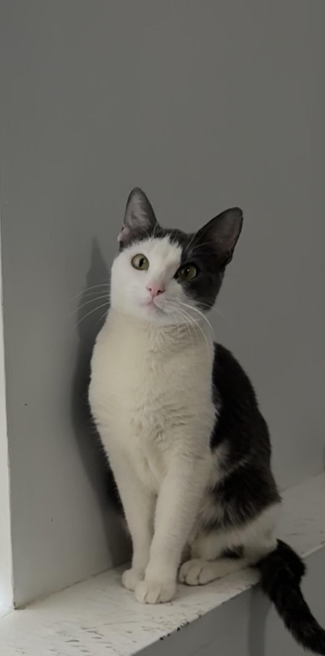 Anna, ADOPTABLE, Young Female American Shorthair.
