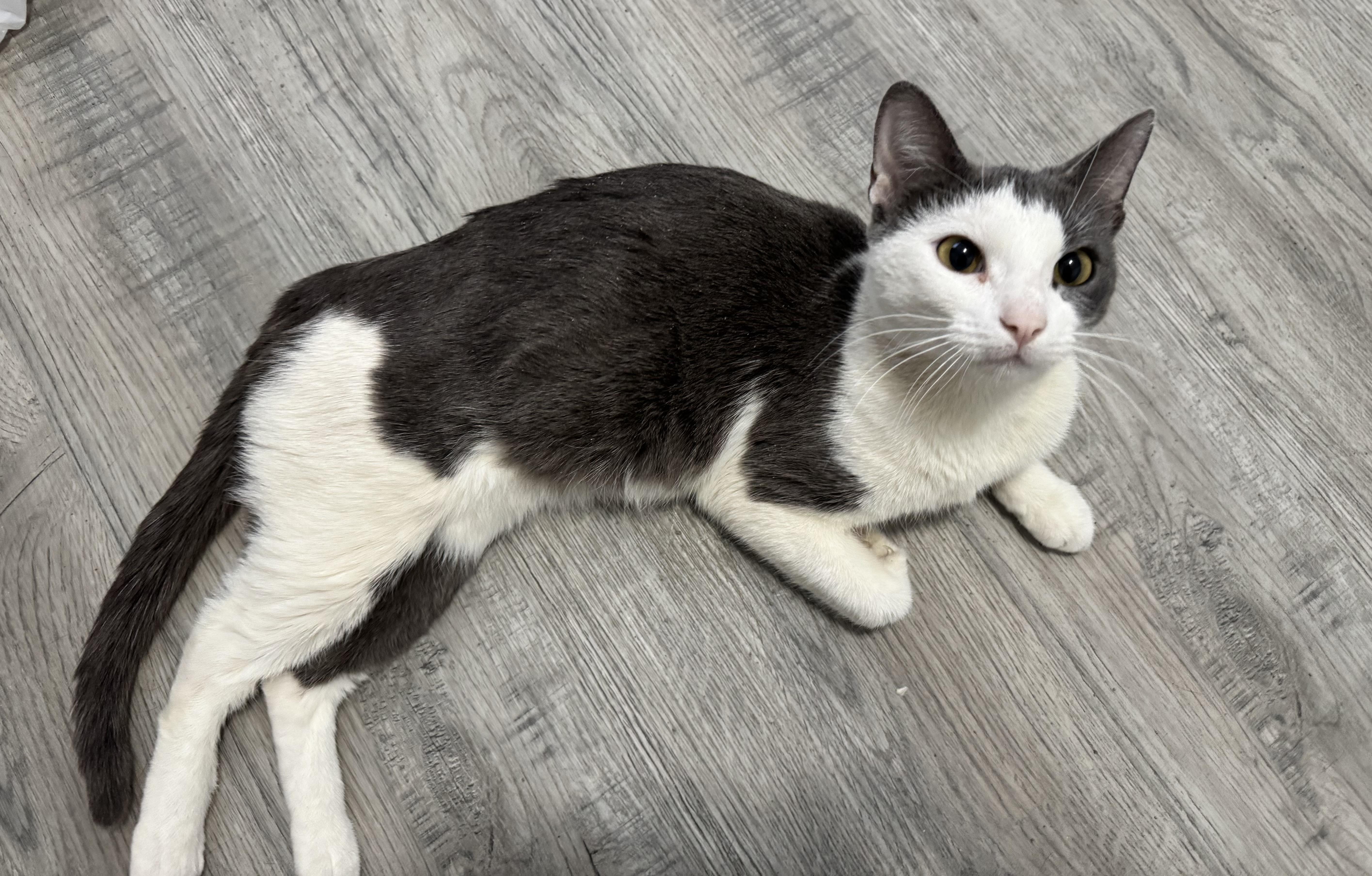 Enlarge Anna, a ADOPTABLE American Shorthair in Wadsworth, IL image 3/4