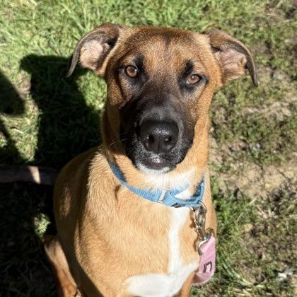 Enlarge Red Bird, a Adoptable mixed breed in Voorhees, NJ image 1/3