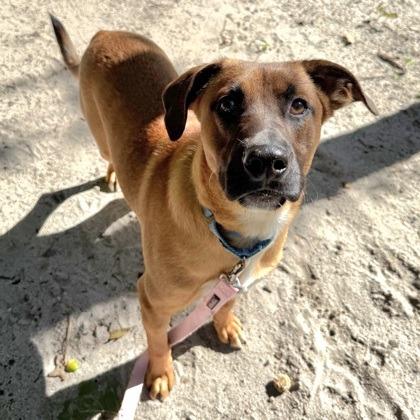 Enlarge Red Bird, a Adoptable mixed breed in Voorhees, NJ image 2/3