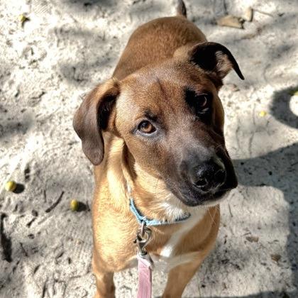 Enlarge Red Bird, a Adoptable mixed breed in Voorhees, NJ image 3/3