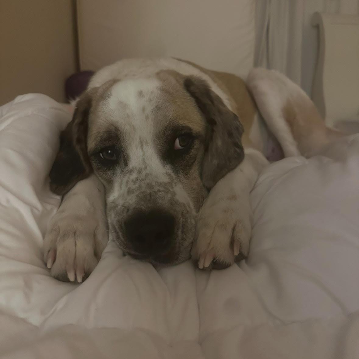 Enlarge Jellyroll *courtesy post* , a ADOPTABLE mixed breed in Matawan, NJ image 1/4