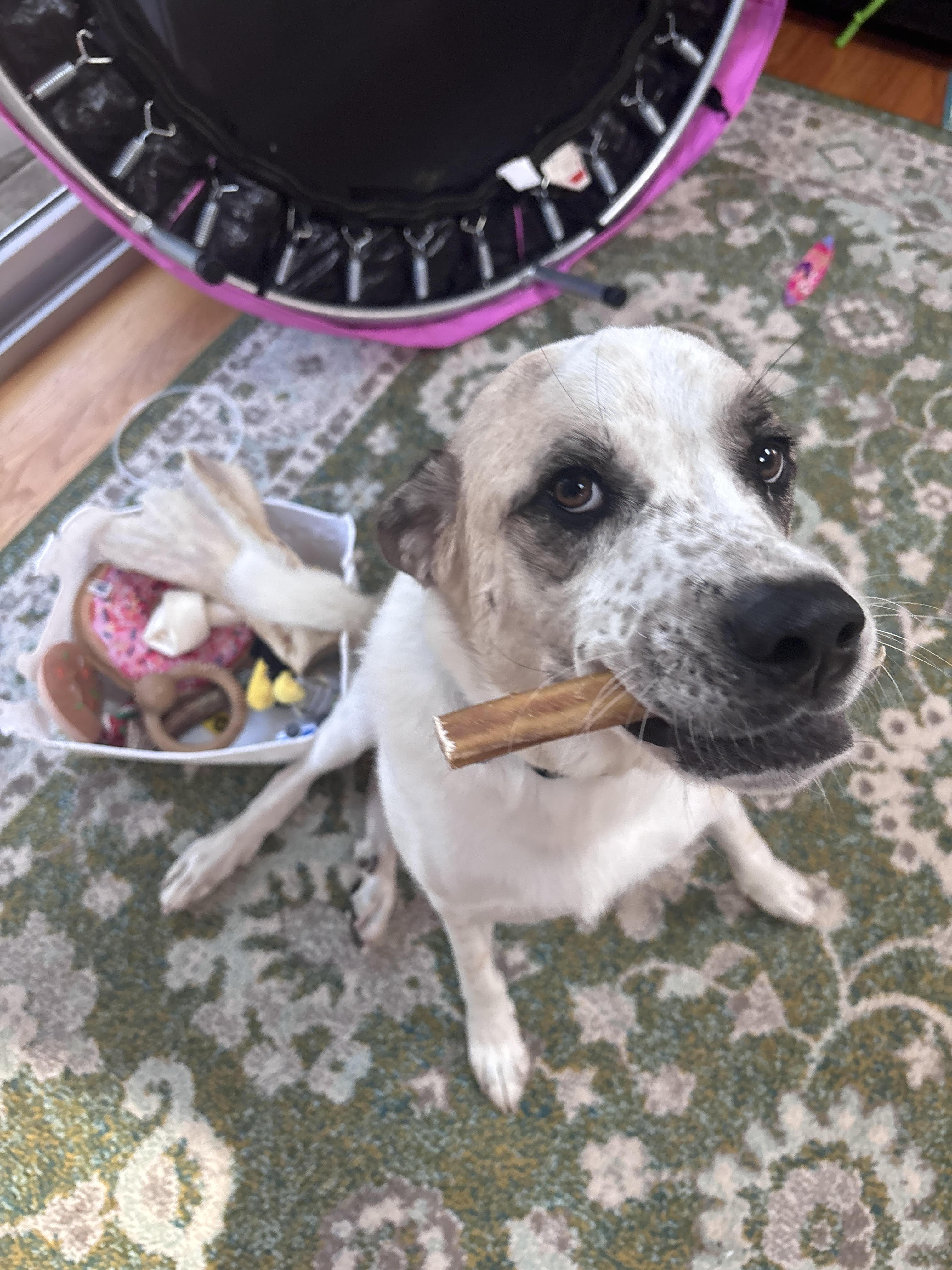 Enlarge Jellyroll *courtesy post* , a ADOPTABLE mixed breed in Matawan, NJ image 4/4