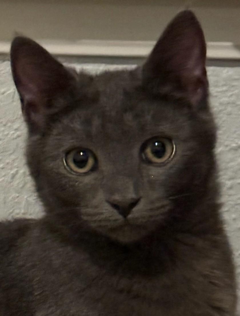 Duke of Erle, ADOPTABLE, Young Male Domestic Short Hair.