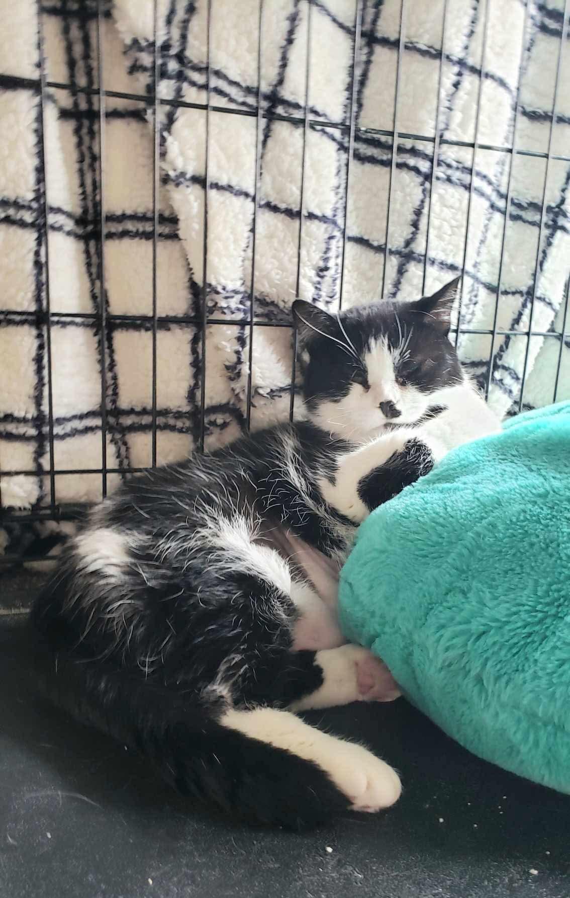 Athena, Adult Female Tuxedo