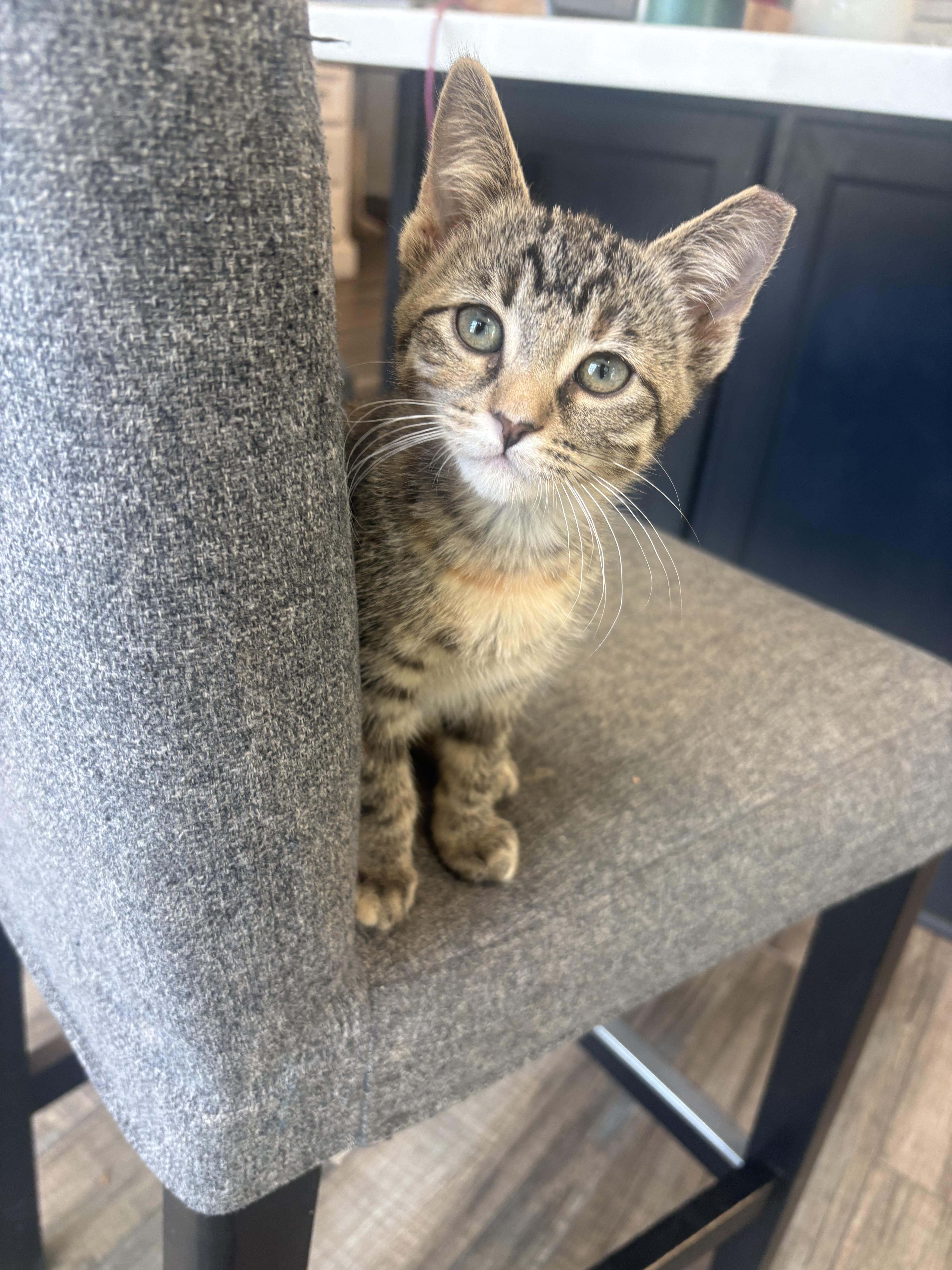 Charisma, a ADOPTABLE Domestic Short Hair in Phoenix, AZ image 2/2
