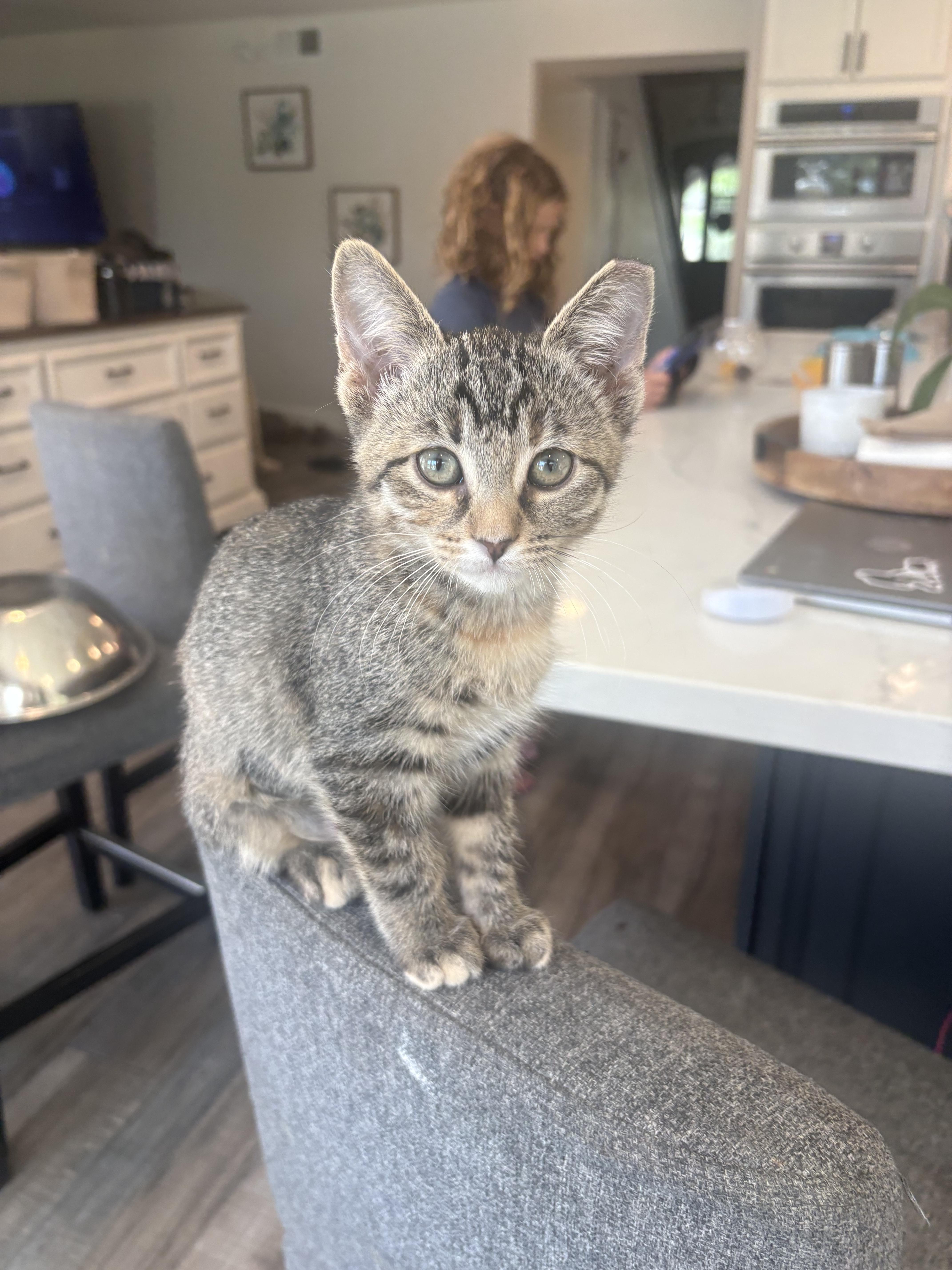 Charisma, a ADOPTABLE Domestic Short Hair in Phoenix, AZ image 1/2