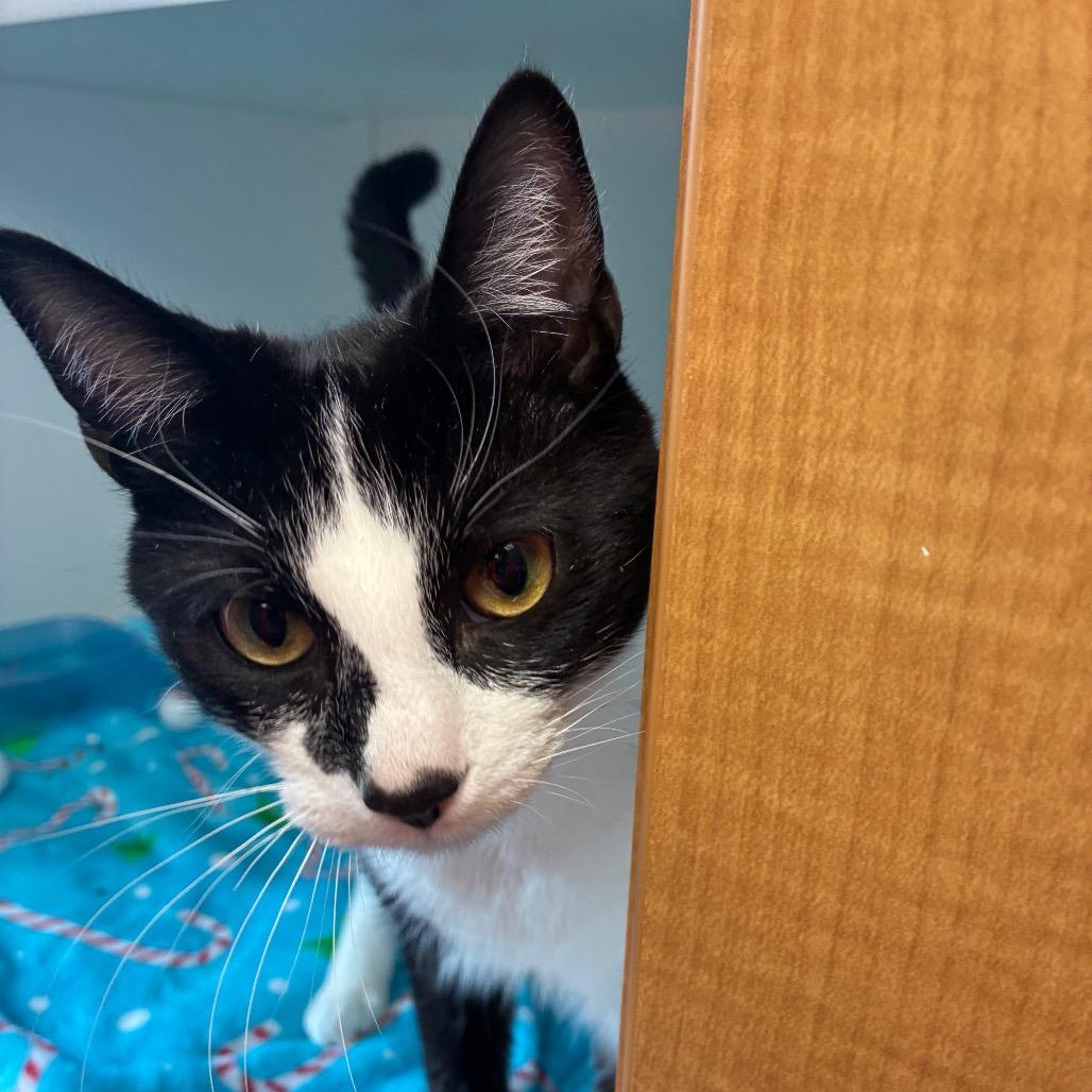 Johnny, Adoptable, Adult Male Domestic Short Hair.