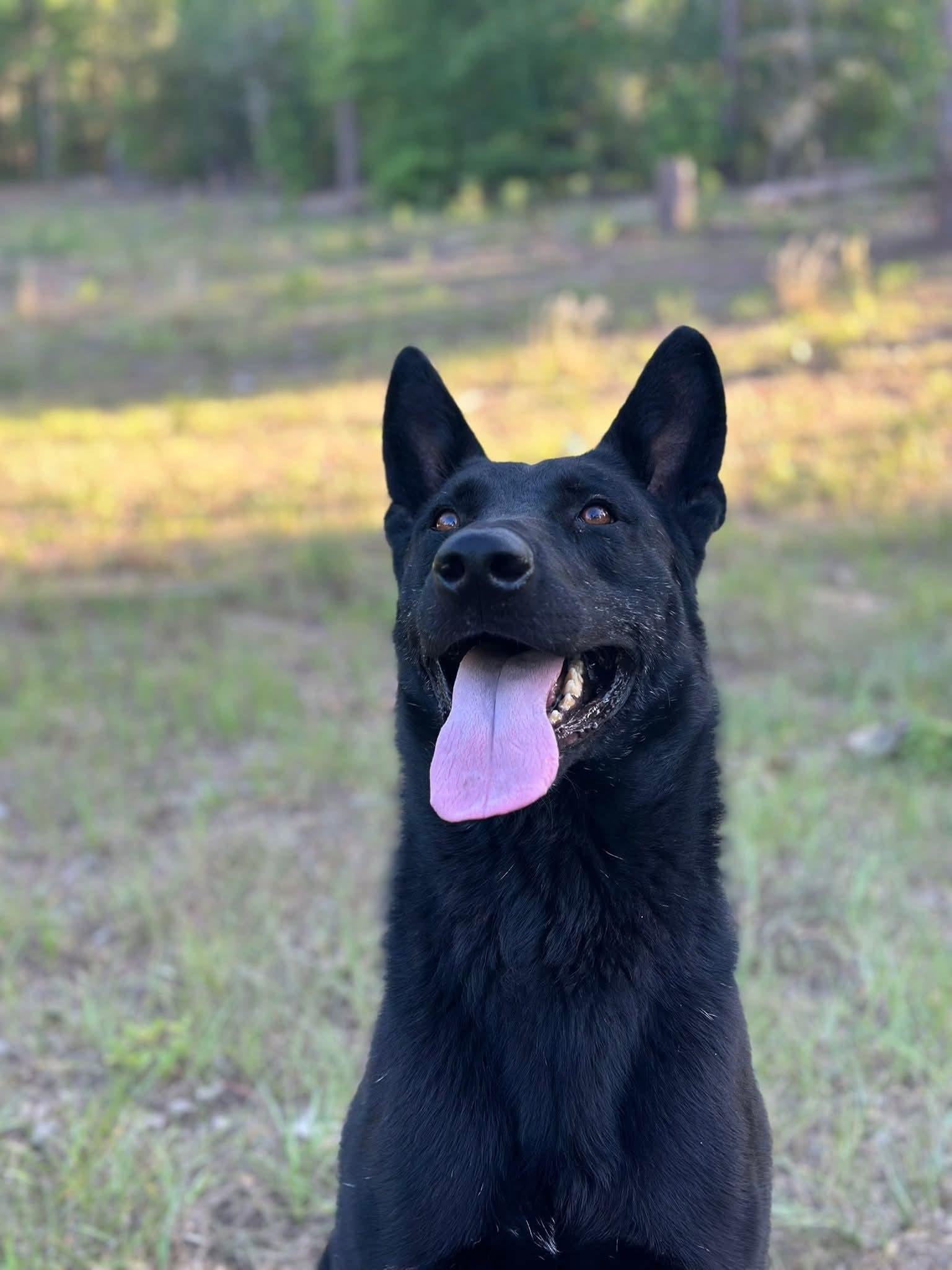 Luke, a Adoptable German Shepherd Dog in Clermont, FL image 3/3