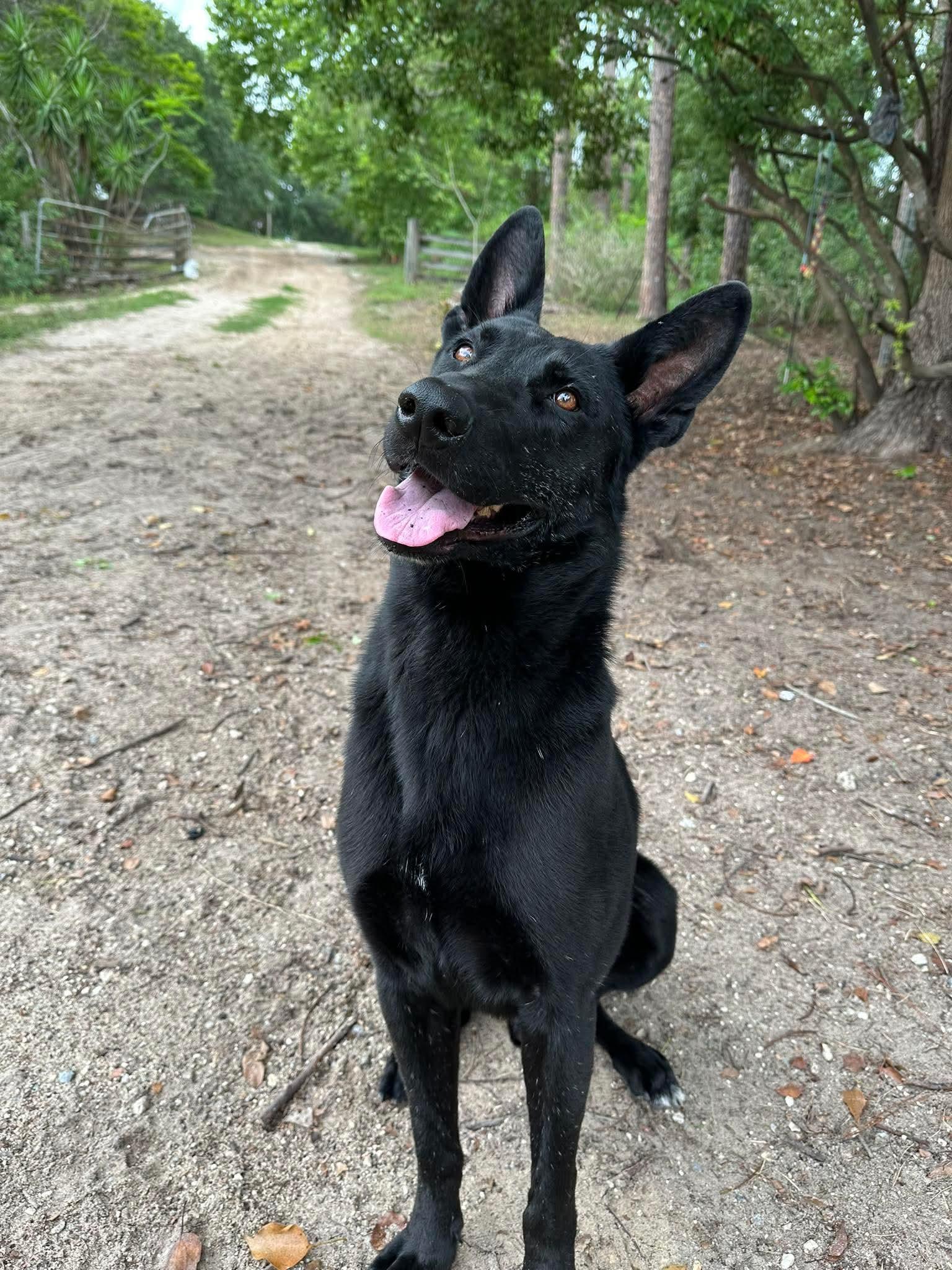 Luke, a Adoptable German Shepherd Dog in Clermont, FL image 2/3