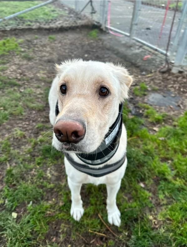 Enlarge Holly, a Adoptable mixed breed in Salem, OR image 1/3