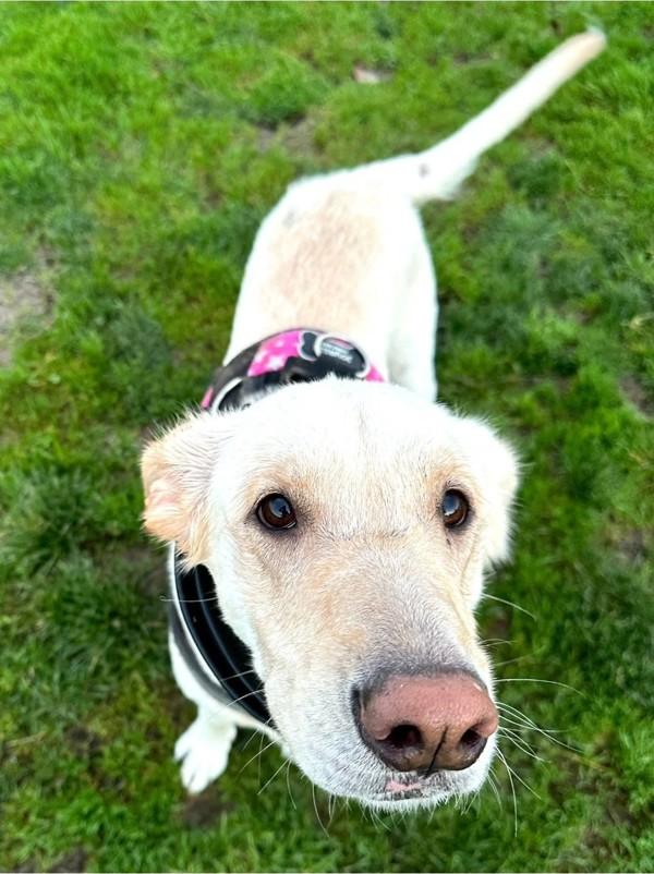 Enlarge Holly, a Adoptable mixed breed in Salem, OR image 2/3