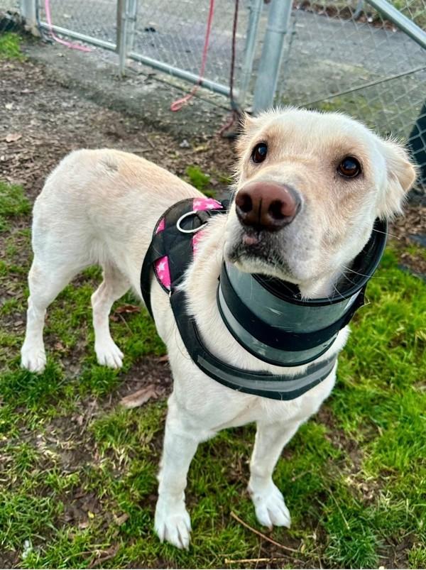 Enlarge Holly, a Adoptable mixed breed in Salem, OR image 3/3