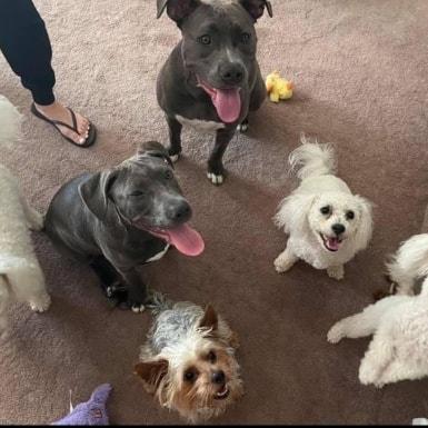 Remi & Rayne - Sisters , a ADOPTABLE American Bulldog in Egg Harbor City, NJ image 3/4