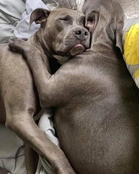 Remi & Rayne - Sisters , a ADOPTABLE American Bulldog in Egg Harbor City, NJ image 4/4