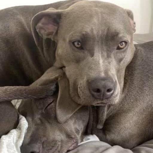 Remi & Rayne - Sisters , a ADOPTABLE American Bulldog in Egg Harbor City, NJ image 2/4
