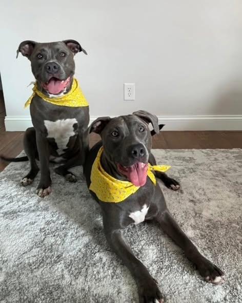 Remi & Rayne - Sisters , ADOPTABLE, Adult Female American Bulldog.