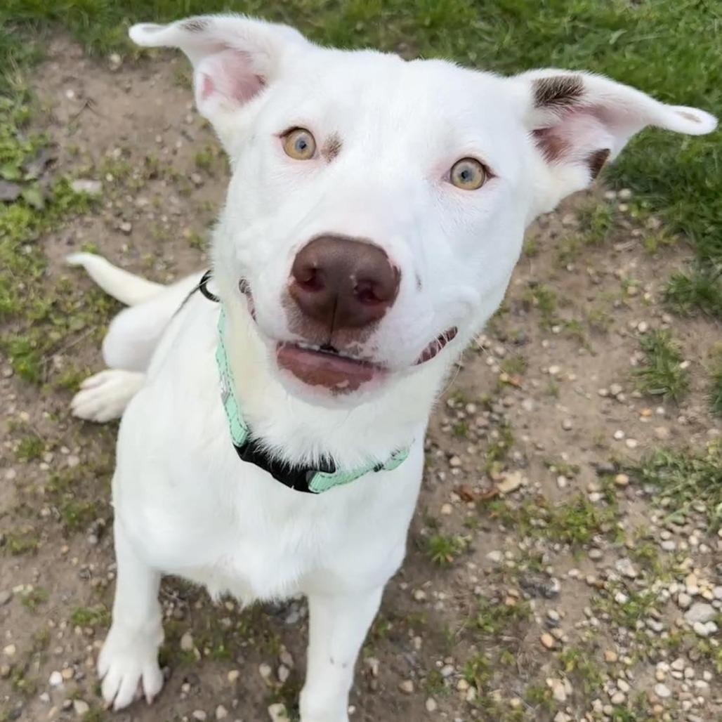 Lil Yachty, a Adoptable Australian Cattle Dog / Blue Heeler in Pekin, IL image 1/6