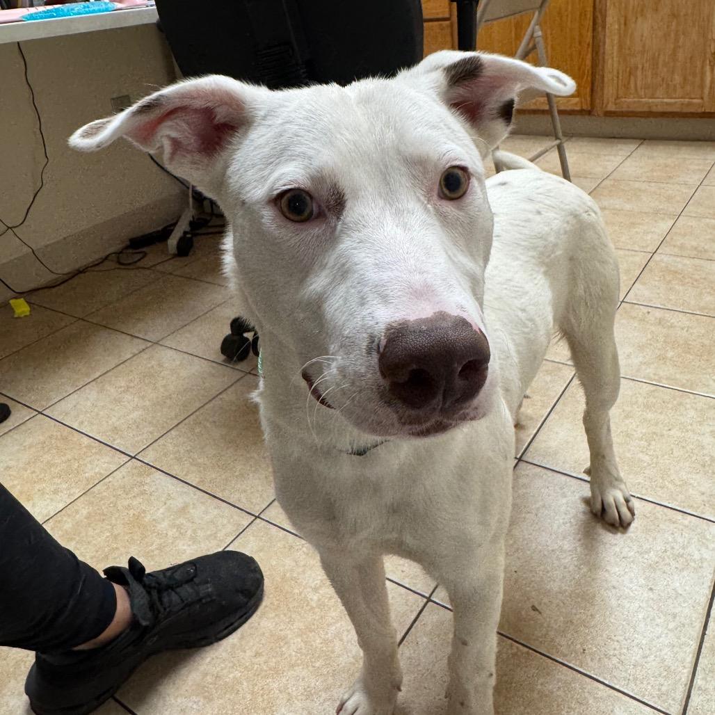 Lil Yachty, a Adoptable Australian Cattle Dog / Blue Heeler in Pekin, IL image 2/6
