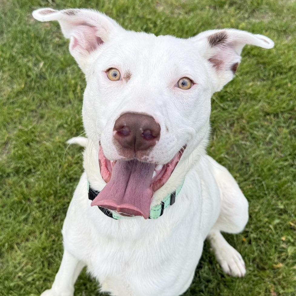 Lil Yachty, a Adoptable Australian Cattle Dog / Blue Heeler in Pekin, IL image 3/6