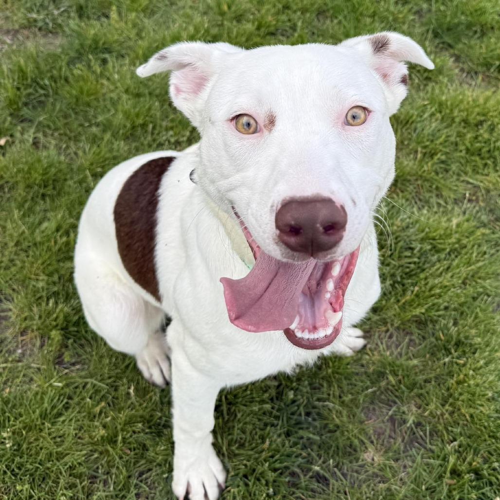 Lil Yachty, a Adoptable Australian Cattle Dog / Blue Heeler in Pekin, IL image 4/6