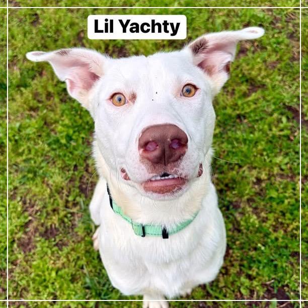 Lil Yachty, a Adoptable Australian Cattle Dog / Blue Heeler in Pekin, IL image 5/6