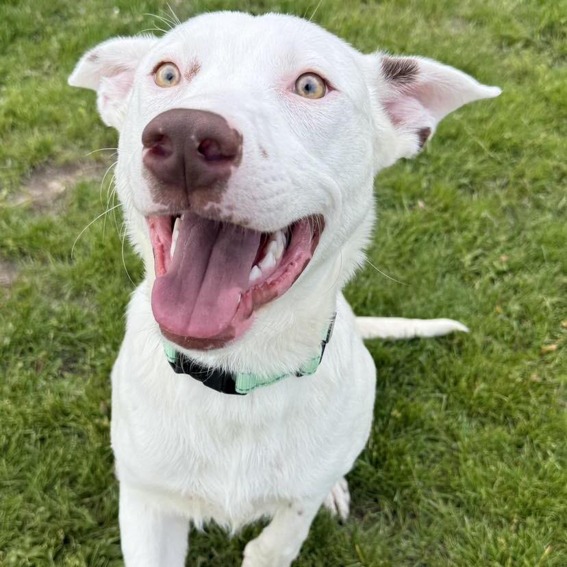 Lil Yachty, a Adoptable Australian Cattle Dog / Blue Heeler in Pekin, IL image 6/6