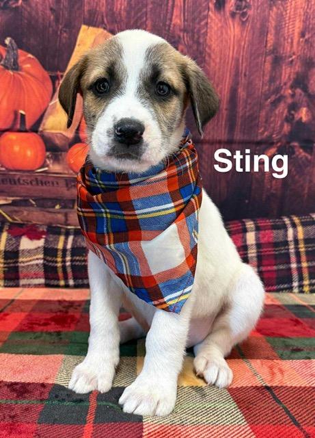 Sting