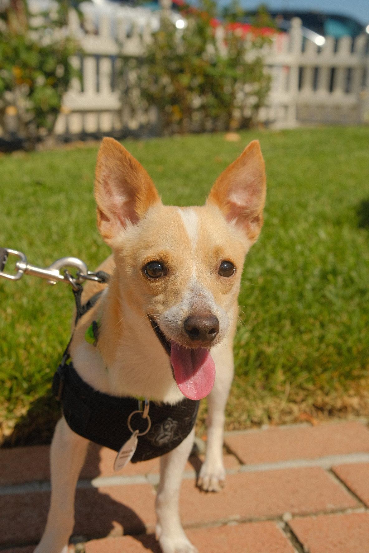 Carlos, Adopted, Adult Male Chihuahua.