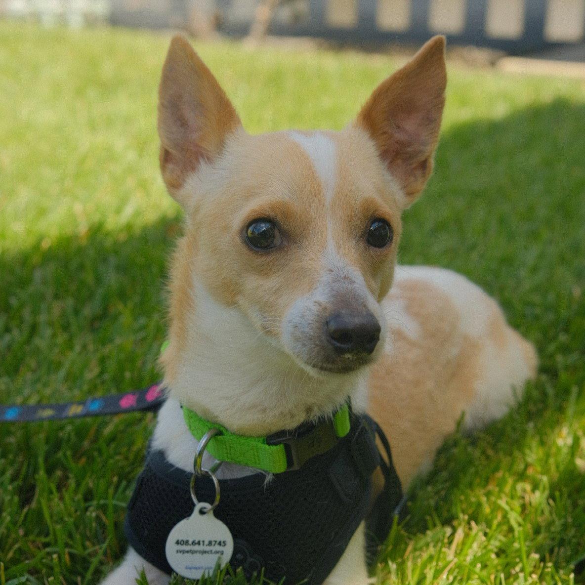 Enlarge Carlos, a Adopted Chihuahua in San Jose, CA image 2/3