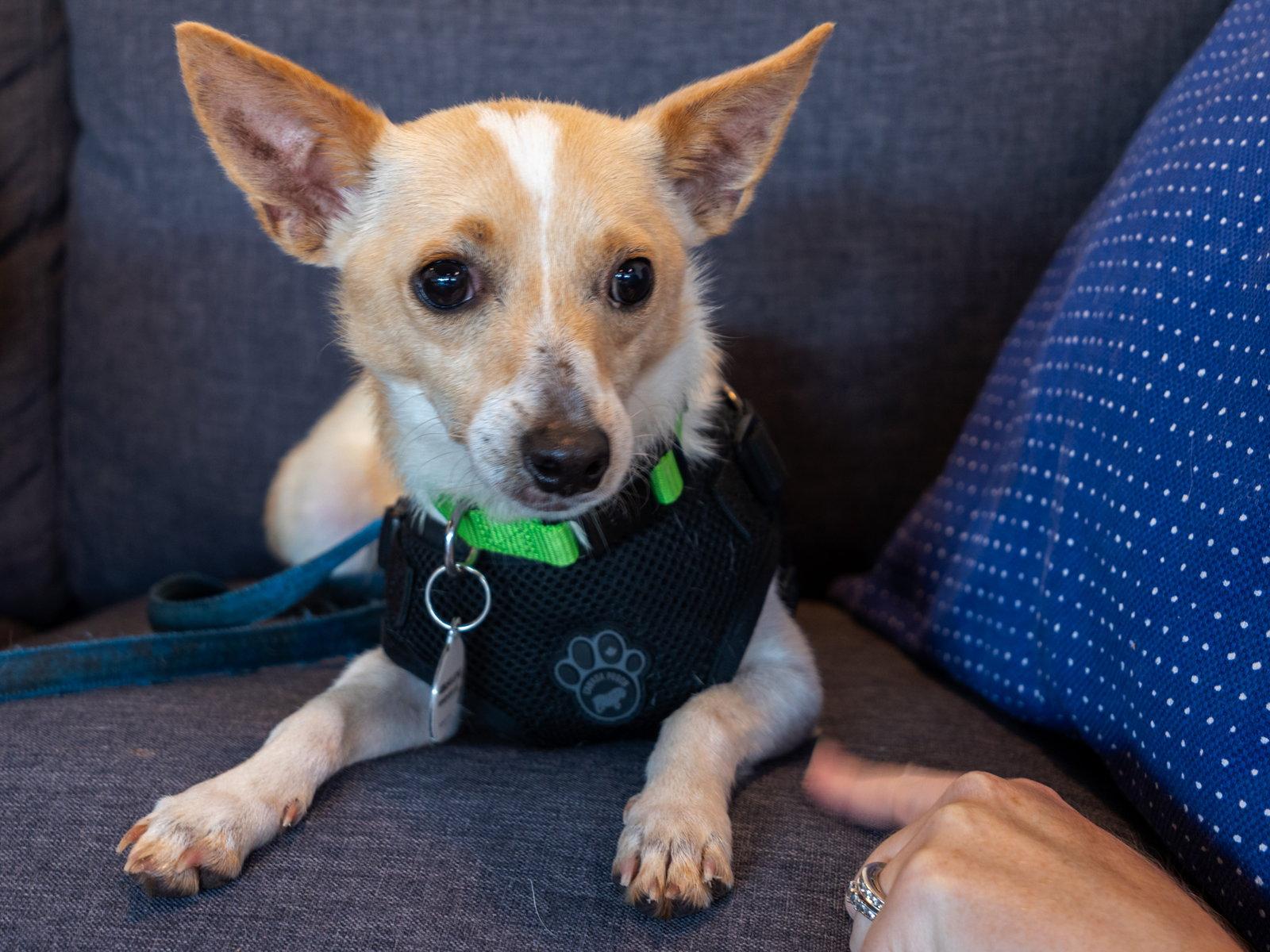 Enlarge Carlos, a Adopted Chihuahua in San Jose, CA image 3/3