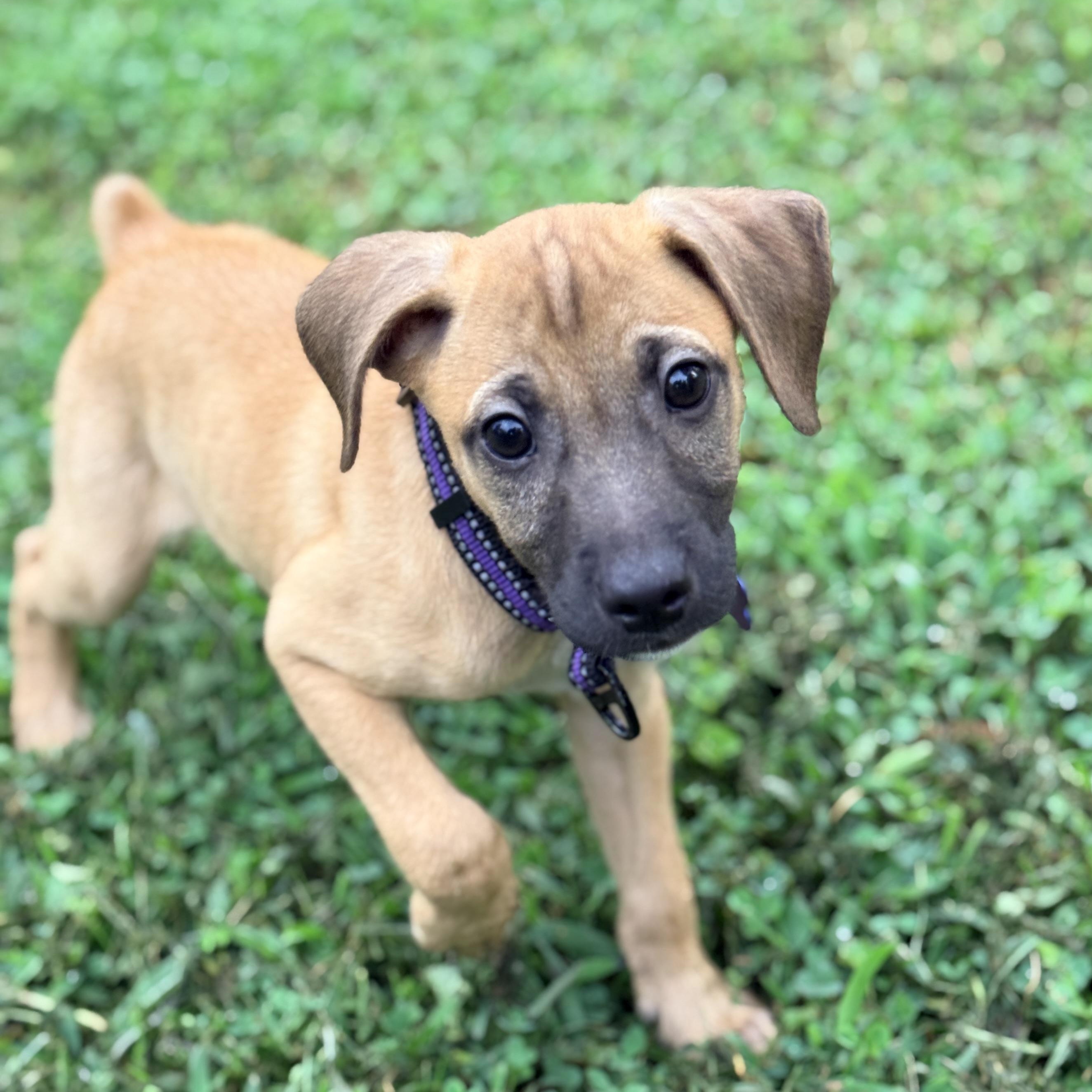 Buoy, Adoptable, Puppy Male Terrier.
