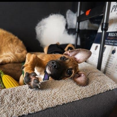Buoy, a Adoptable mixed breed in Columbia, MD image 4/6
