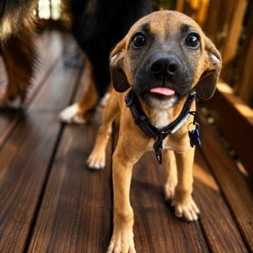 Buoy, a Adoptable mixed breed in Columbia, MD image 2/6